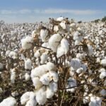 Brasil se consolida como terceiro maior produtor de algodão do mundo